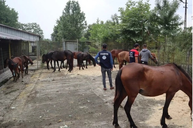 İnsanlara at eti yedireceklerdi, suçüstü yakalandılar