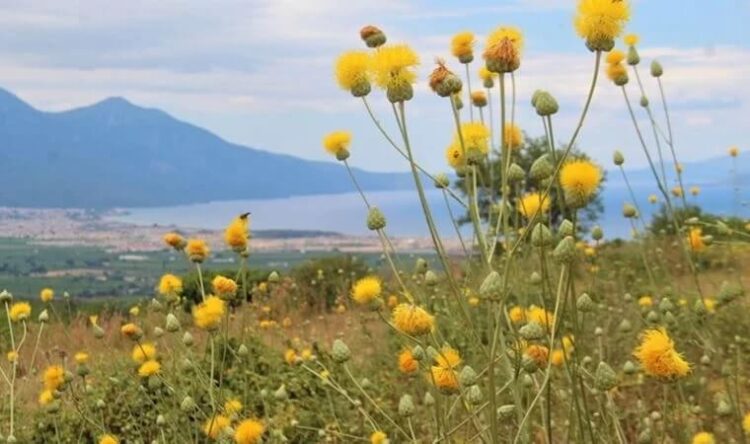 Bu çiçeği koparmanın cezası 109 bin TL!