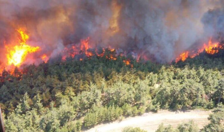 Ormanlarda rant yangını: AKP, yeşil alanları betona boğacak!