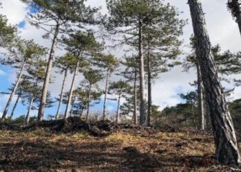 Balıkesir’de ormanlara giriş süresiz olarak yasaklandı