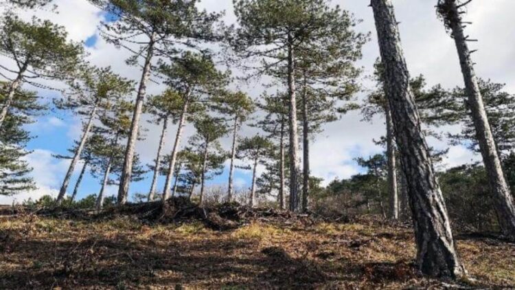 Balıkesir’de ormanlara giriş süresiz olarak yasaklandı