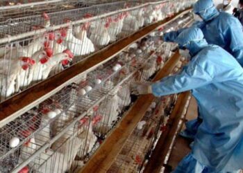 Kuş gribi alarmı: 120 bin kümes hayvanı salgında öldü