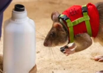 Kurtarma çalışmalarına katılacak farelerin ilk görev yerleri Türkiye