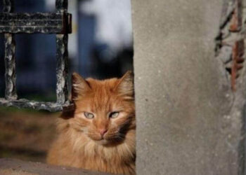 Büyükada’da kedilerde salgın iddiası: ‘4 ayda yaklaşık 700 kedi öldü’