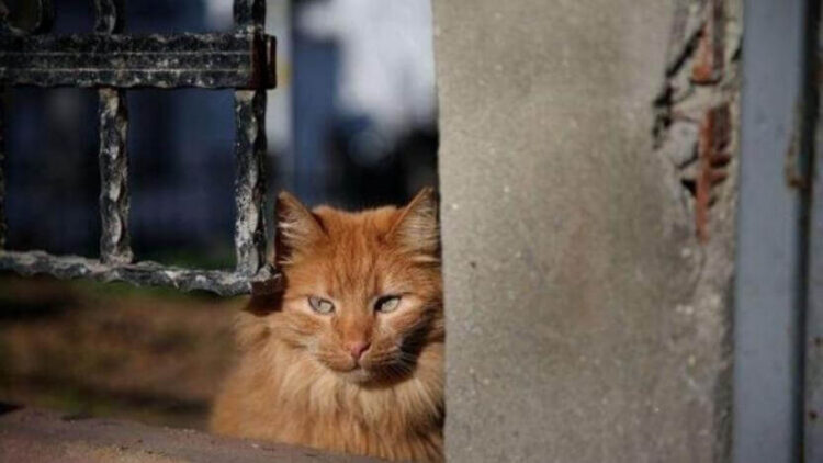 Büyükada’da kedilerde salgın iddiası: ‘4 ayda yaklaşık 700 kedi öldü’