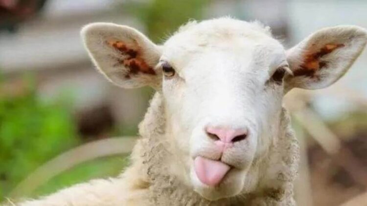 Kurbanlık fiyatlarına yüzde 30 zam geldi