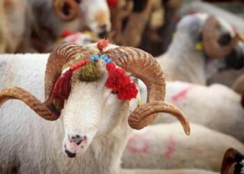 Kurbanlık fiyatlarına yüzde 100’ün üzerinde zam