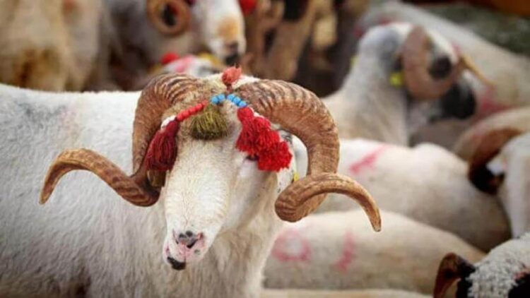 Kurbanlık fiyatlarına yüzde 100’ün üzerinde zam