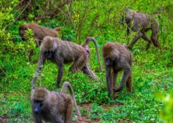 Maymunların kaçırdığı 1 aylık bebek hayatını kaybetti