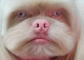 Sosyal medyayı ikiye bölen köpek