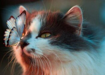 Adalar Belediyesi’nden ‘artan kedi ölümleri’ iddialarına yanıt