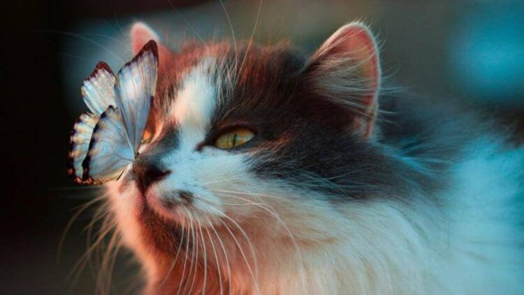Adalar Belediyesi’nden ‘artan kedi ölümleri’ iddialarına yanıt