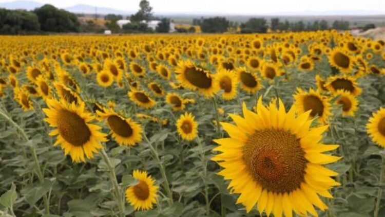 Trakya’da tarlalar ‘tırtıl’ istilasına uğradı! Yağda kıtlık kapıda