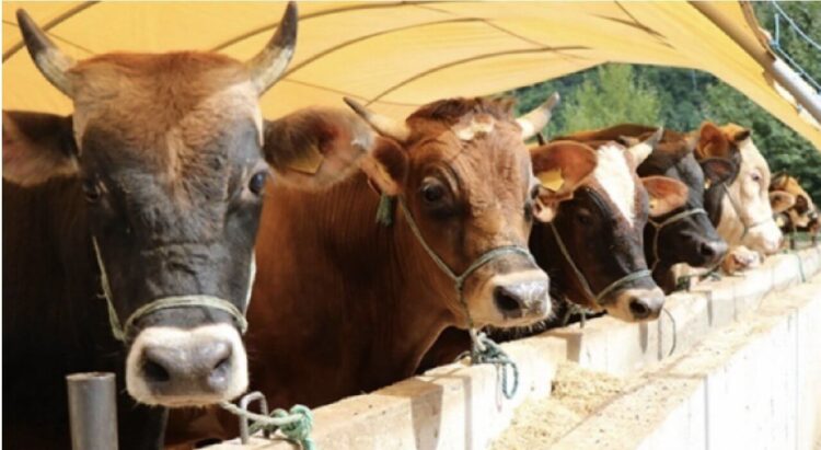 Kurbanlık hayvana eziyete ceza