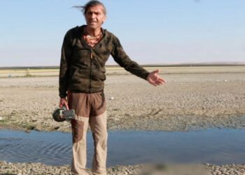 Düden’de toplu martı ölümleri