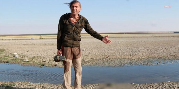 Düden’de toplu martı ölümleri