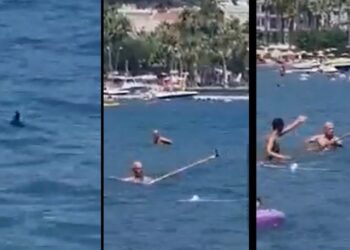 Marmaris Belediyesi’nden ‘köpekbalığı’ açıklaması