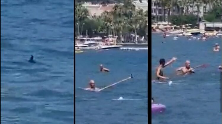 Marmaris Belediyesi’nden ‘köpekbalığı’ açıklaması