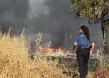 Palet atölyesinde çıkan yangın zeytinlik alana sıçradı