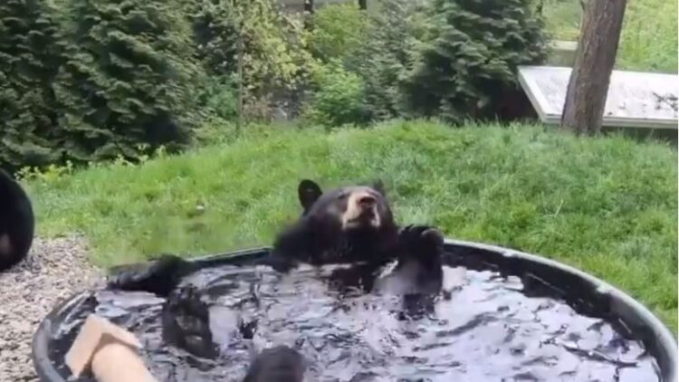 Prof. Dr. Naci Görür’den Prof. Dr. Kadıoğlu’na ‘ayı’ esprisi