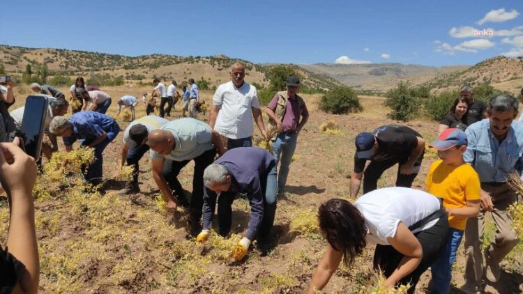 Maçoğlu: “Üretim yapan herkes lütfen topraklara sahip çıksın”
