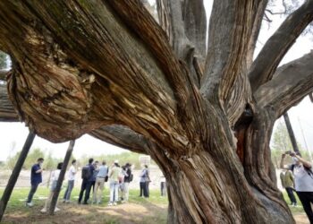 Beijing’de 3.500 yaşındaki selvi ağacı yaşama döndürüldü