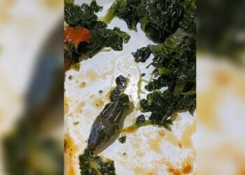 Uçaktaki yemekte yılan çıkmıştı… Açıklama geldi