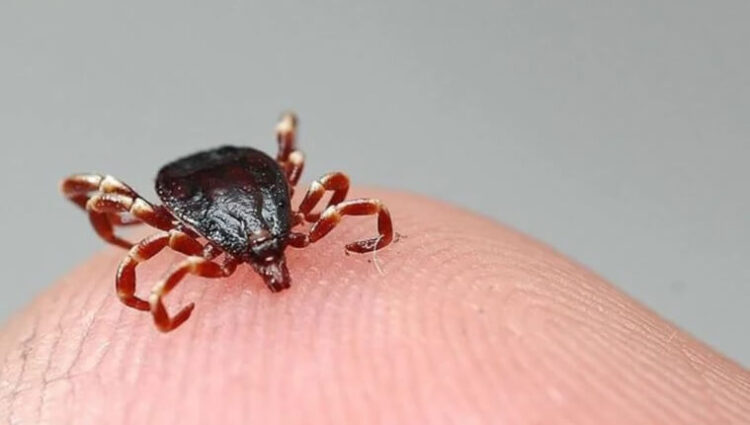 Kene teması sonrası ölenlerin sayısında artış!