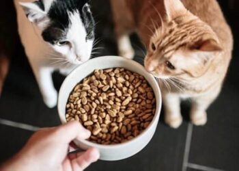 Üç kedi maması ürününde zehirli kimyasallar çıktı