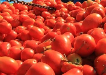 Salçalık domatese yüzde 100’ün üzerinde zam geldi