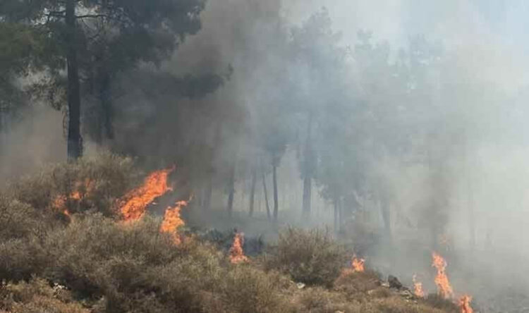 Hatay’da orman yangını!