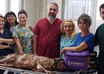 Bursa’da ilk kez bir köpeğe kök hücre tedavisi uygulandı