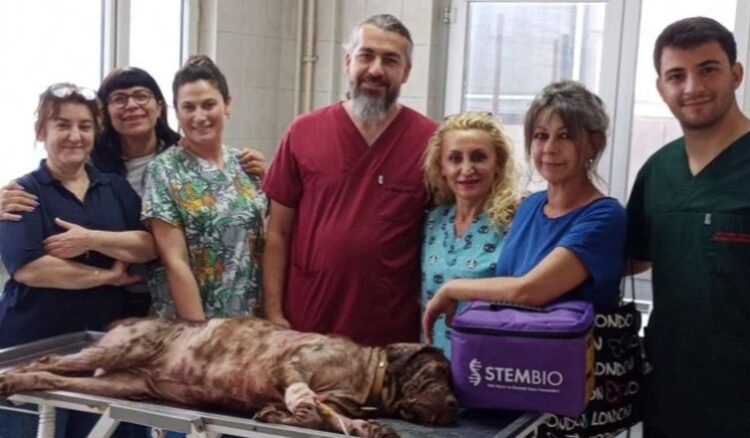 Bursa’da ilk kez bir köpeğe kök hücre tedavisi uygulandı