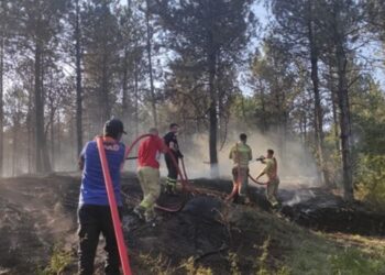 Edirne’de orman yangını!