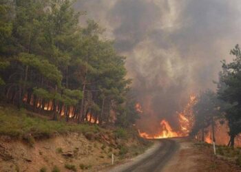 Yol kenarlarındaki milyonlarca ağaç kesilecek
