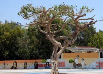 Yarım asırlık ağaca asitle saldırılmıştı: Soruşturma başlatıldı