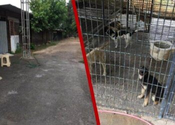 Yüzlerce köpek ilaç enjekte edilerek öldürüldü’ iddiası