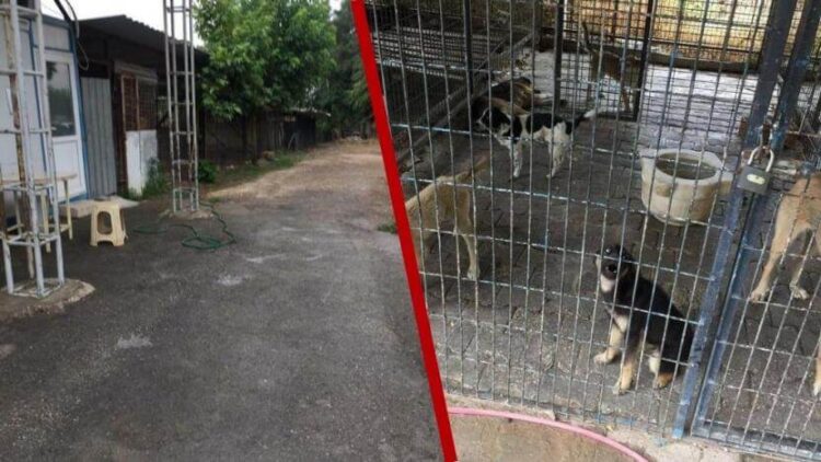 Yüzlerce köpek ilaç enjekte edilerek öldürüldü’ iddiası