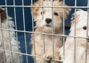 Kedi köpek satışında yeni düzenleme: Vitrinden değil, kataloglardan satılacak