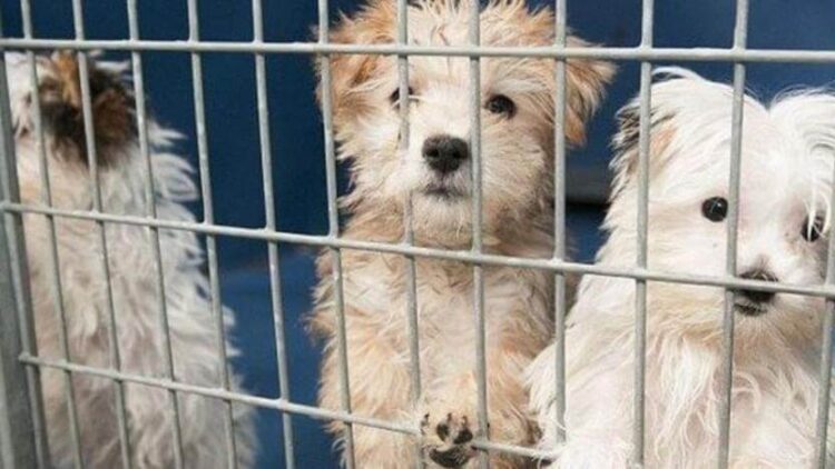 Kedi köpek satışında yeni düzenleme: Vitrinden değil, kataloglardan satılacak