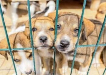 Petshop kararının görünmeyen yüzü…