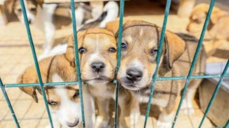 Petshop kararının görünmeyen yüzü…