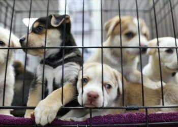 Petshoplar Kasaplar Odası’na bağlandı