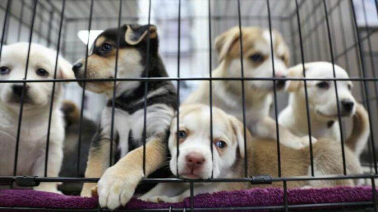 Petshoplar Kasaplar Odası’na bağlandı