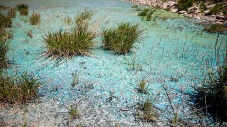 İstanbul’da barajı yeşil ve mavi tabaka kapladı, İSKİ’den açıklama geldi