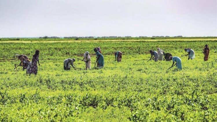 Tarım ve Orman Bakanlığı’ndan yurt dışında arazi kiralanmasına ilişkin açıklama