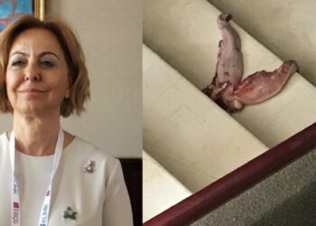 Profesörün kapısına dana dili attılar