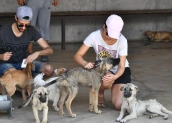 Hayvan Hakları Komisyonu’ndan Havrita’ya kapatma davası