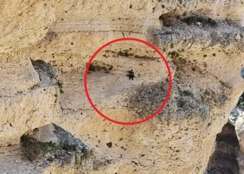 Keçileri kurtarmak isterken kayalıklarda mahsur kaldı