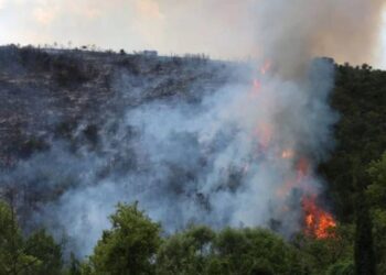 Gebze’de orman yangını!